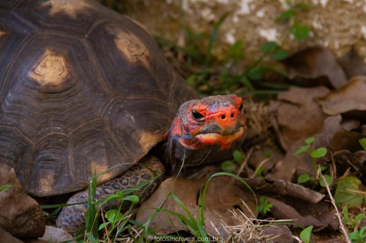 Pousada Natureza Divina Araquari Dış mekan fotoğraf